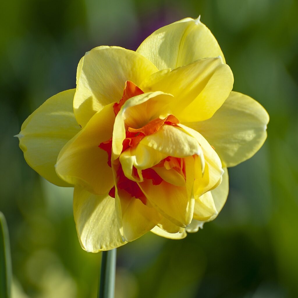 Daffodil Tahiti Bulbs 1.5kg 5035714014758 2